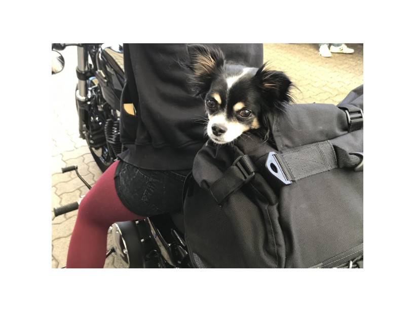 pet-bag-xs-3-7-kg (4)