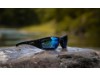 CCBOS09, BRILLE WILEY X BOSS CAPTIVATE POL